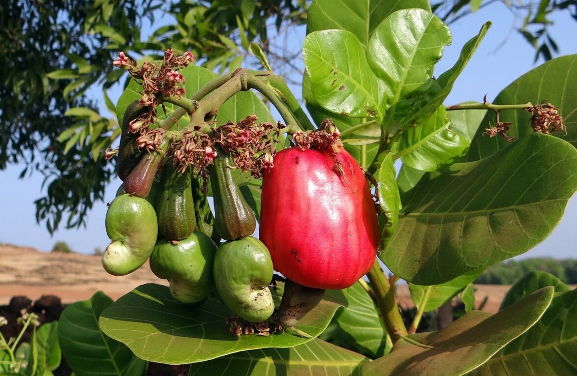 Cashews