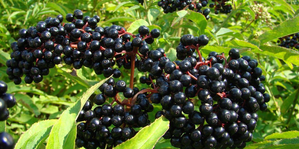 Elderberries