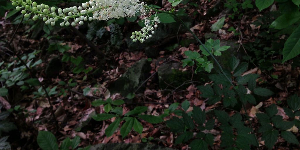 Cohosh Negro