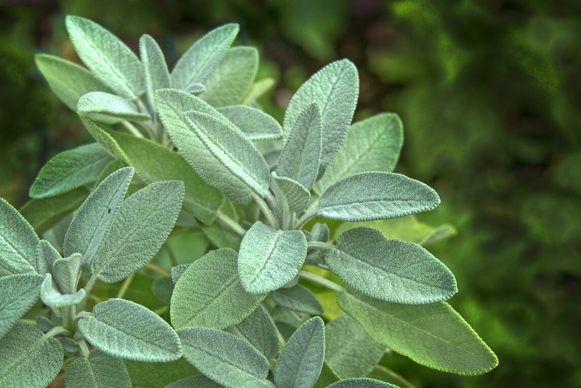 Salvia